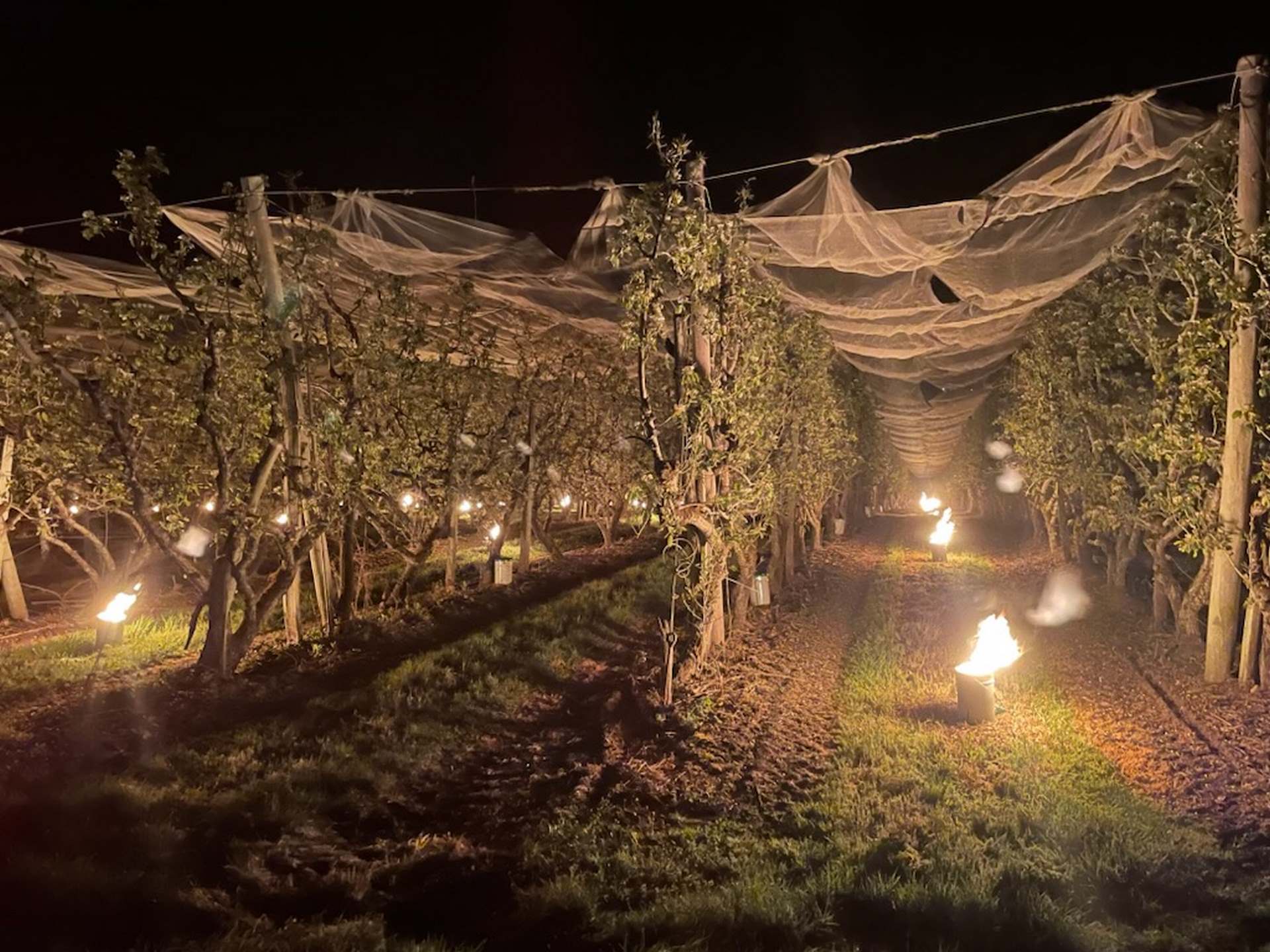 Culture de pommes et poires près de Langeais